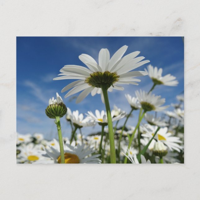 Carte Postale Daisies Reaching for the Sky Postcard (Devant)