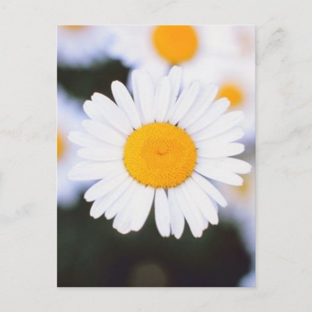 Carte Postale Daisiest Daisy (Devant)