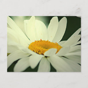 Carte postale Daisy