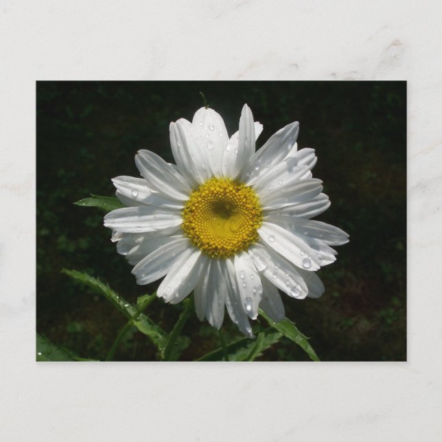 Carte Postale Daisy (Devant)