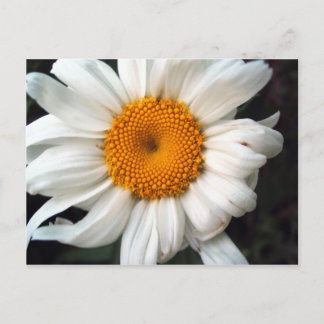 Carte Postale Daisy