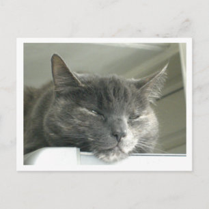 Carte Postale Daisy Dormir