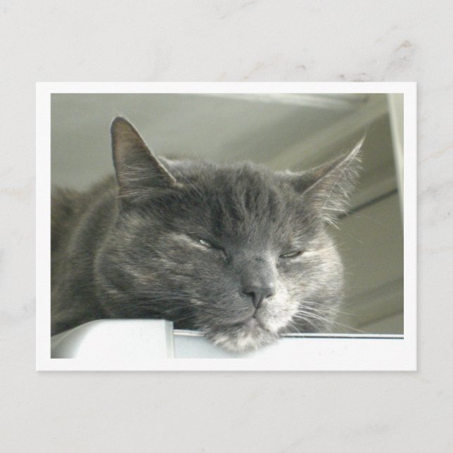 Carte Postale Daisy Dormir (Devant)