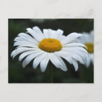 Daisy - Face vers le haut