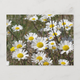 Carte Postale Daisy Field