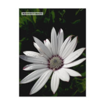 Carte postale Daisy Flower