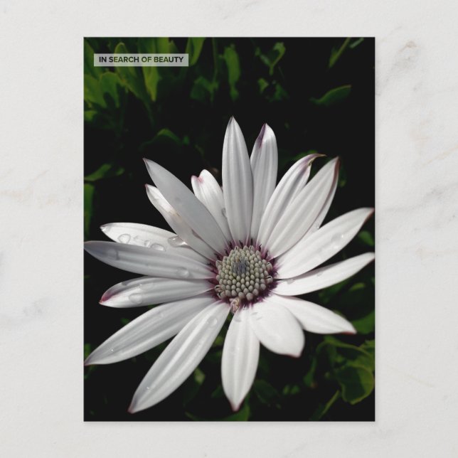 Carte postale Daisy Flower (Devant)