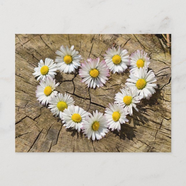 Carte Postale Daisy Heart (Devant)