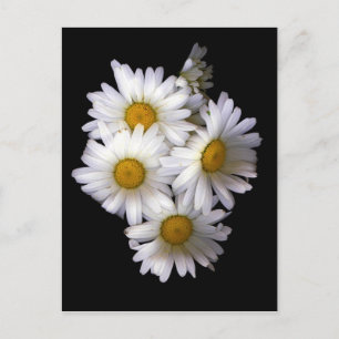 Carte Postale Daisy IV