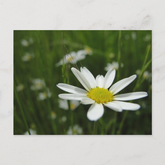 Carte Postale Daisy Meadow (Devant)