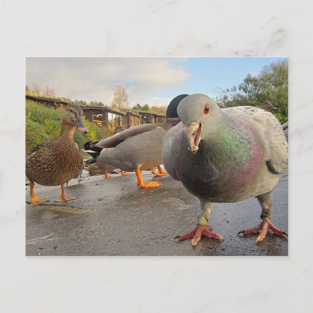 Carte postale d'alimentation des oiseaux (Devant)