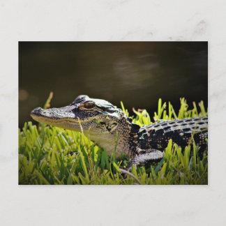 Carte postale d'alligator