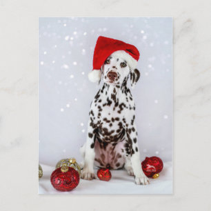 Carte Postale Dalmatian