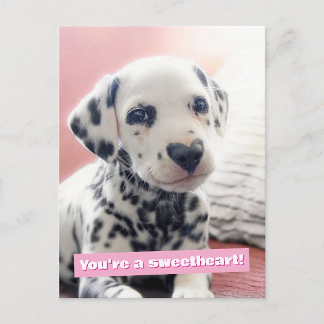 Carte Postale Dalmatian Heart Nose (Devant)