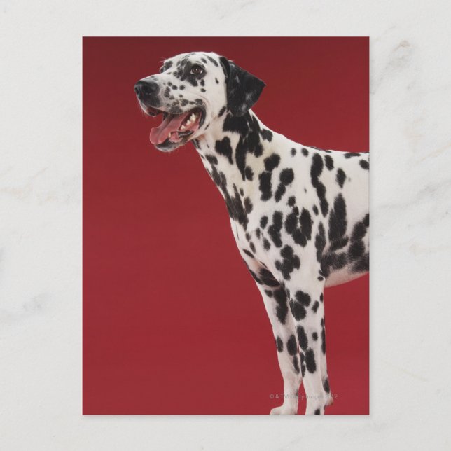 Carte Postale Dalmatien (Devant)