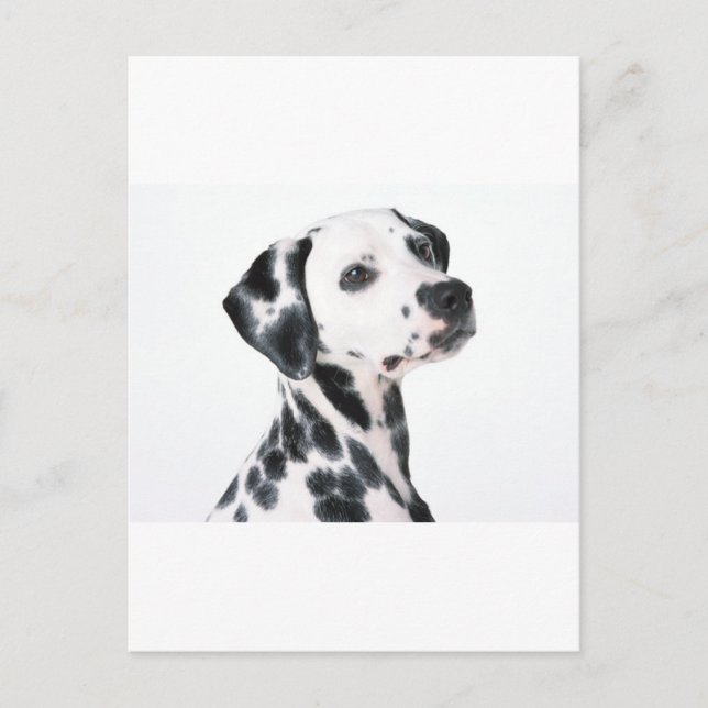 Carte Postale Dalmatien (Devant)