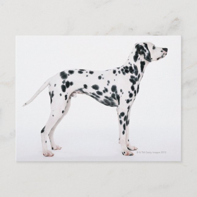Carte Postale Dalmatien 3 (Devant)