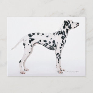 Carte Postale Dalmatien 3