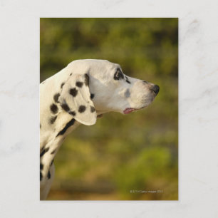 Carte Postale Dalmatien 4