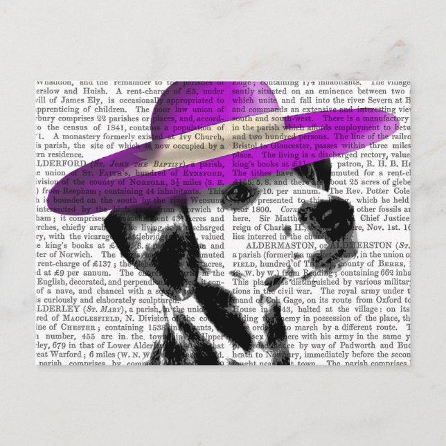 Carte Postale Dalmatien Avec Casquette Violet Large Brimé (Devant)