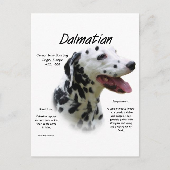 Carte Postale Dalmatien (noir) Conception de l'histoire (Devant)