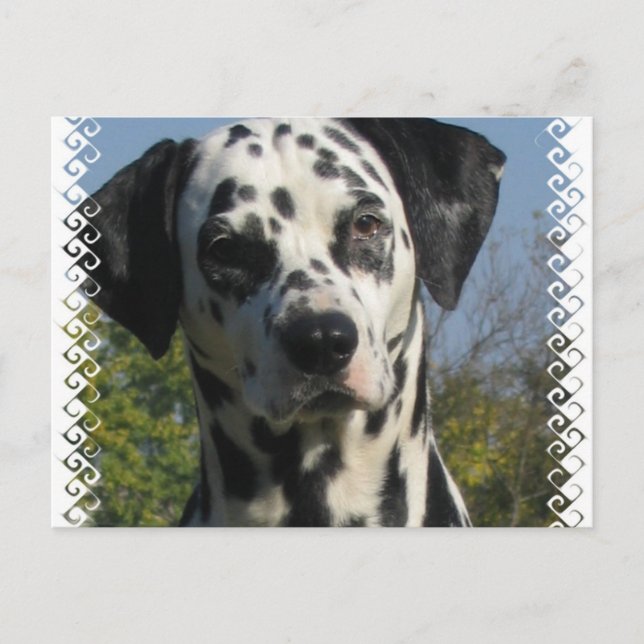 Carte postale Dalmatienne (Devant)