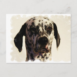 Carte postale Dalmation Dog