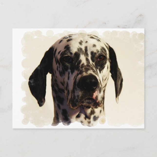 Carte postale Dalmation Dog (Devant)