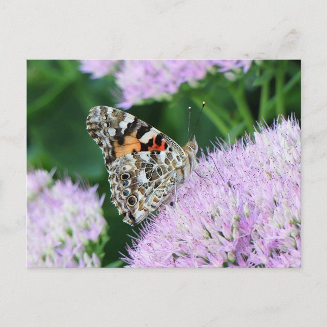 Carte Postale Dame Écarlate Douce (Devant)