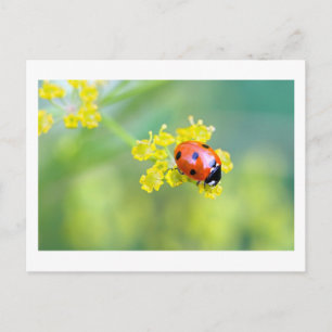 Carte Postale dame sur le dessus