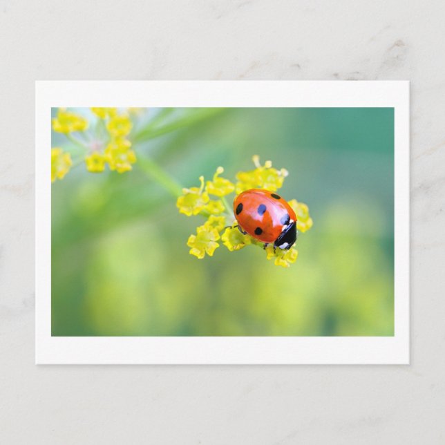 Carte Postale dame sur le dessus (Devant)