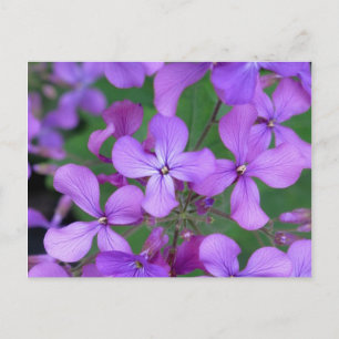 Carte postale : Dames Rocket (Hesperis matronalis)