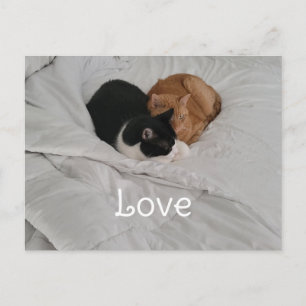Carte postale d'amour avec un cœur de chat