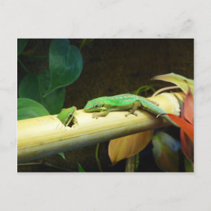 Carte postale d'amour de Gecko