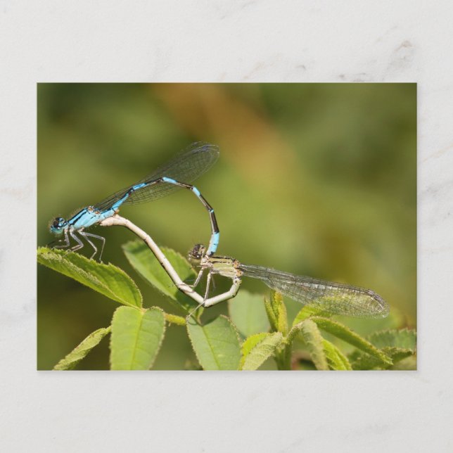Carte Postale Damselflies Mating (Devant)