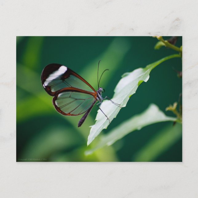 Carte postale Dana (Devant)