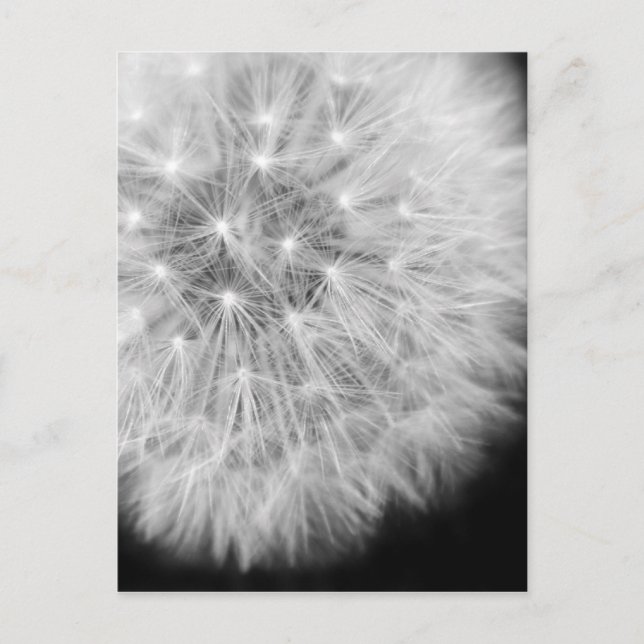 Carte Postale Dandalion (Devant)