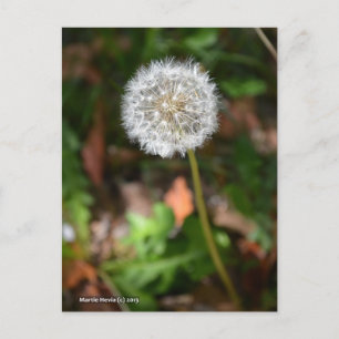 Carte Postale Dandelion