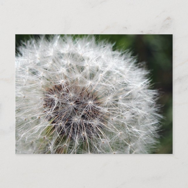 Carte Postale Dandelion (Devant)