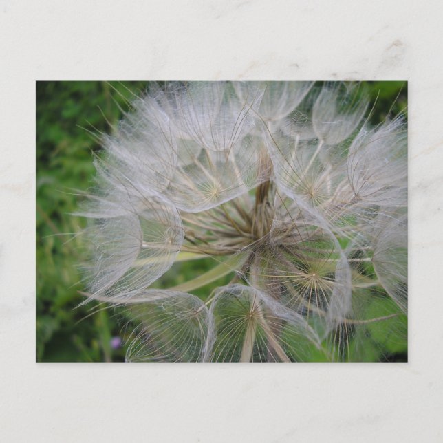Carte Postale Dandelion (Devant)