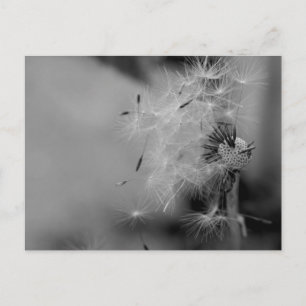 Carte Postale Dandelion