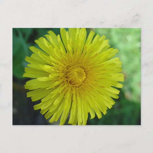 Carte postale - Dandelion (Devant)