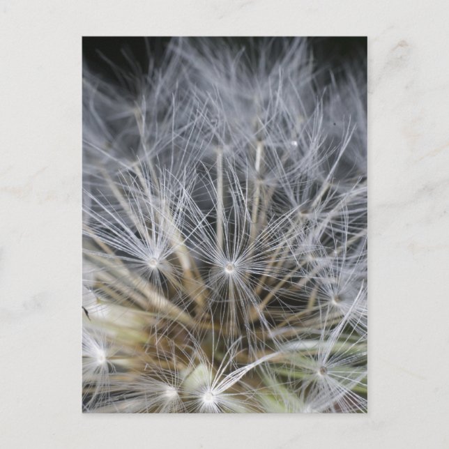 Carte Postale Dandelion (Devant)