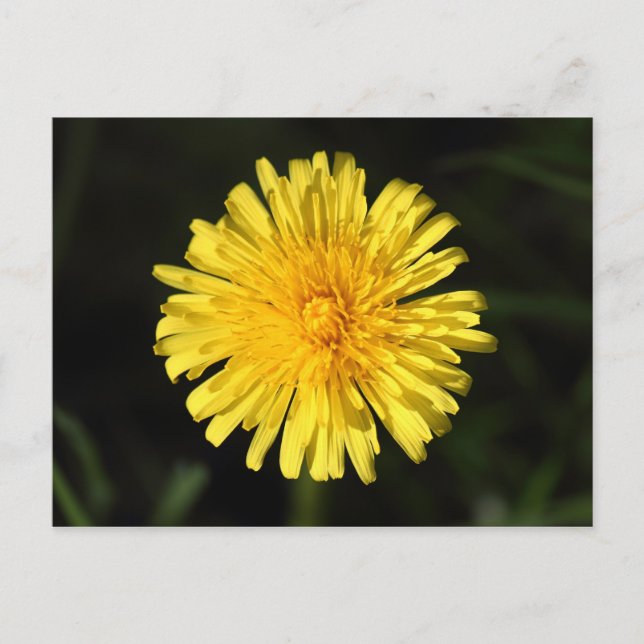 Carte Postale Dandelion (Devant)