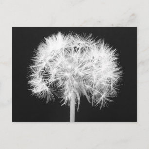 Carte postale Dandelion