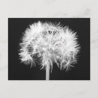 Carte postale Dandelion