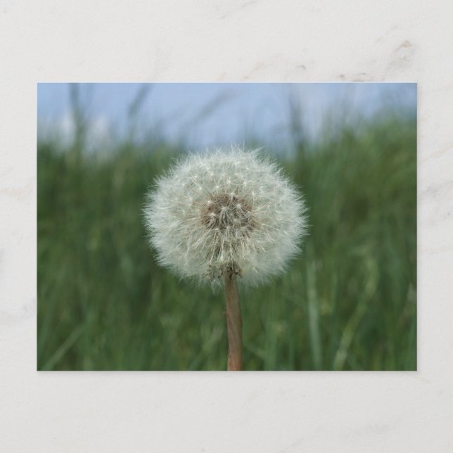 Carte postale Dandelion (Devant)