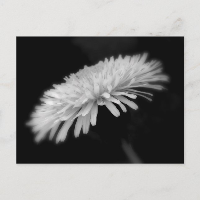 Carte Postale Dandelion (Devant)