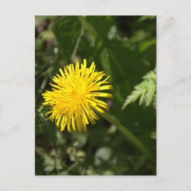 Carte Postale Dandelion (Devant)