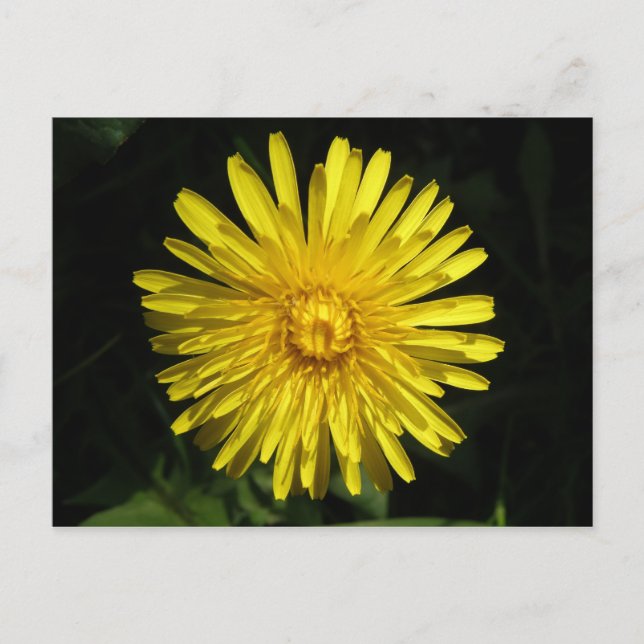 Carte postale Dandelion (Devant)